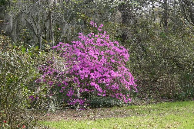 ../pictures/Magnolia_plantation61.jpg