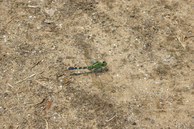 ../pictures/Dragonfly.jpg