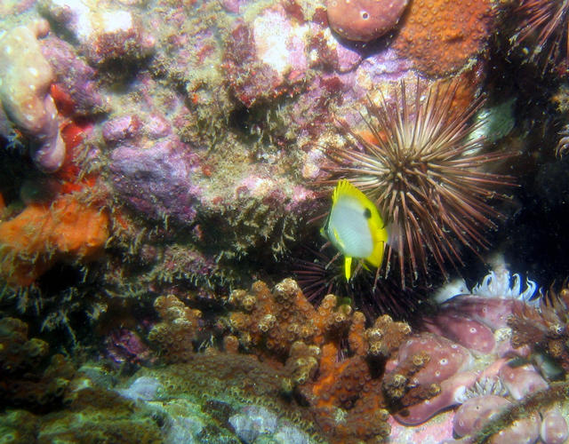 ../pictures/butterfly_fish2.jpg