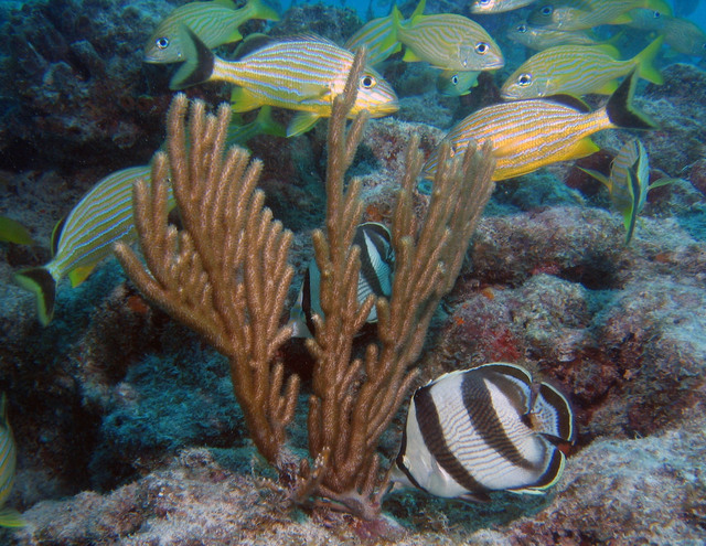 ../pictures/butterfly_fish6.jpg