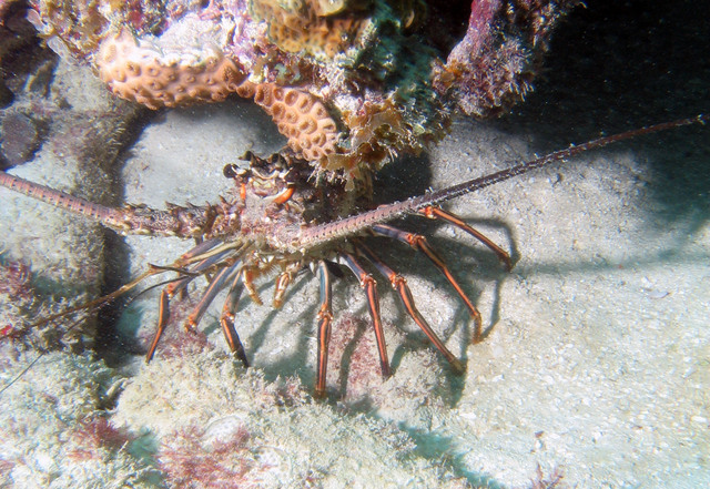 ../pictures/lobster2.jpg