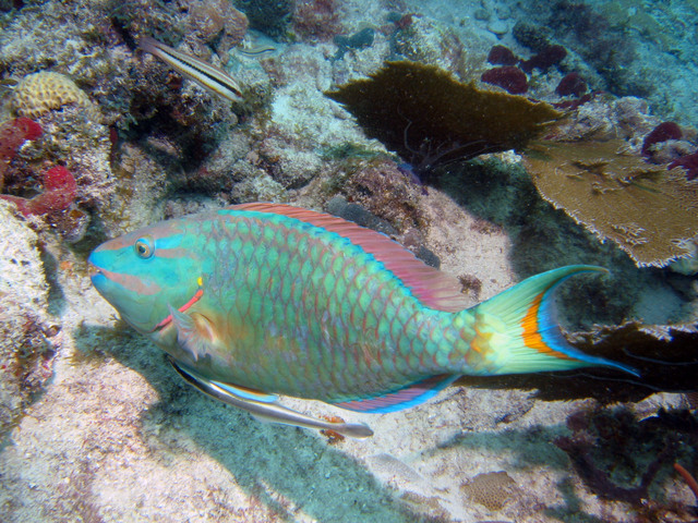 ../pictures/parrot_fish.jpg