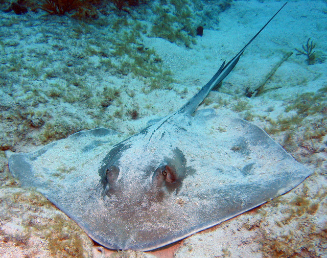 ../pictures/southern_sting_ray2.jpg