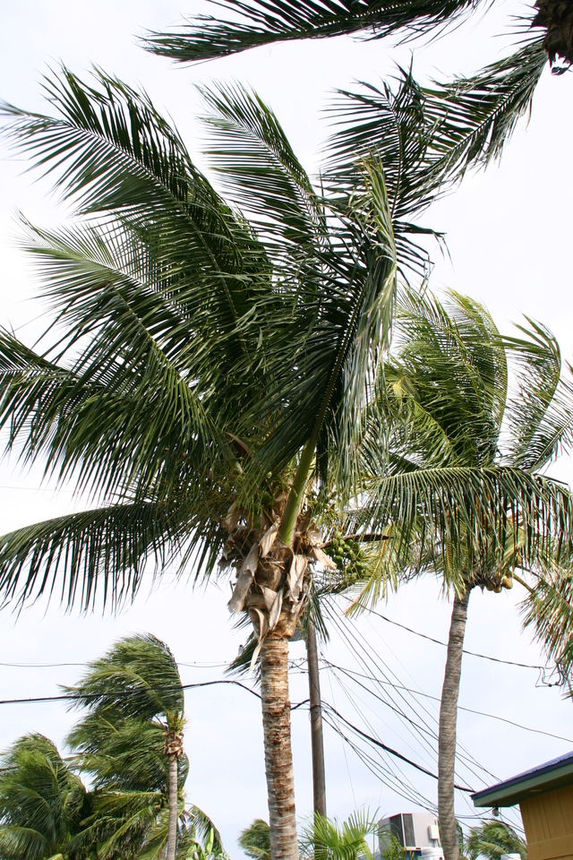 ../pictures/palm_tree1.jpg