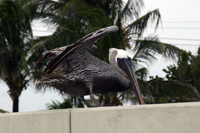 ../pictures/pelican.jpg