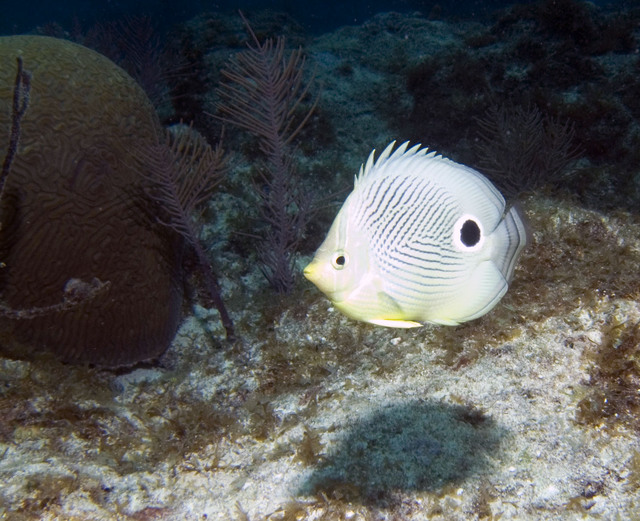 ../pictures/butterfly_fish1.jpg