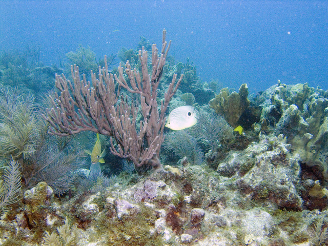 ../pictures/butterfly_fish3.jpg