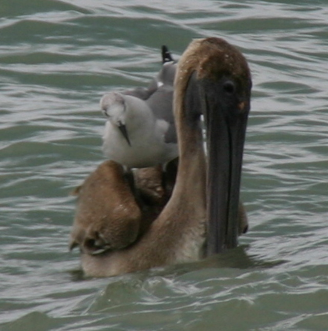 ../pictures/pelican1.jpg