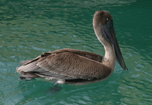 ../pictures/pelican4.jpg