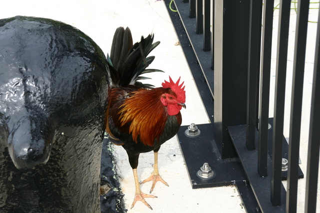 ../pictures/rooster.jpg