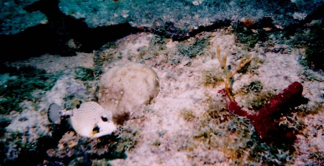 ../pictures/trunkfish.jpg