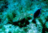 parrot_fish_and_blue_tang.jpg