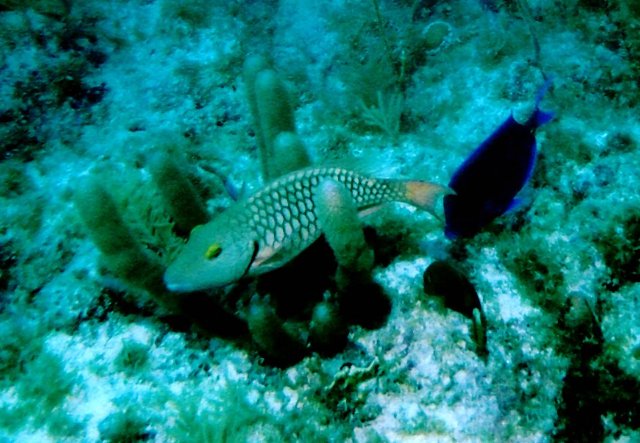 ../pictures/parrot_fish_and_blue_tang.jpg