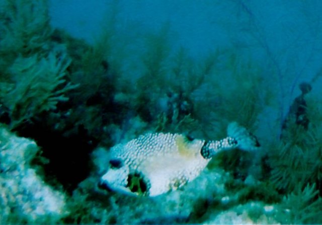 ../pictures/trunkfish.jpg