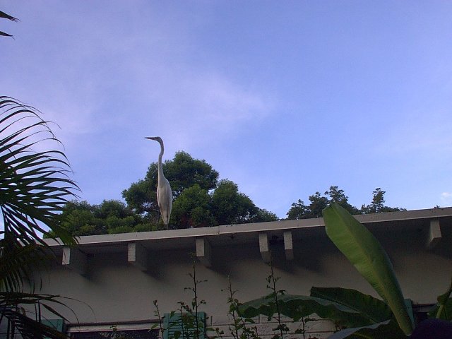 ../pictures/crane_bird.jpg