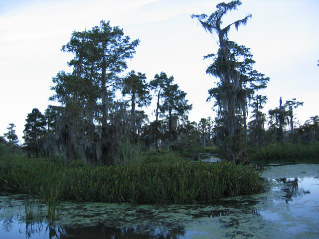 ../pictures/cypress_in_the_bayou.jpg