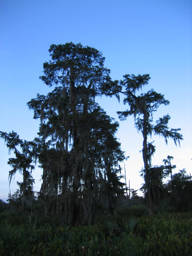 ../pictures/cypress_in_the_bayou2.jpg