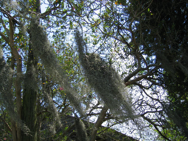 ../pictures/spanish_moss.jpg