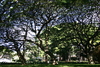 Moanalua_gardens11.jpg
