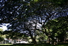 Moanalua_gardens12.jpg