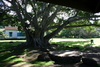 Moanalua_gardens21.jpg