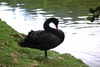 black_swan.jpg