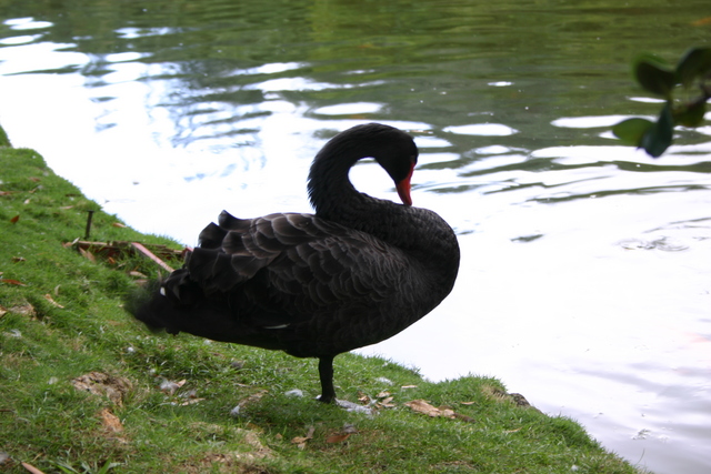 ../pictures/black_swan.jpg