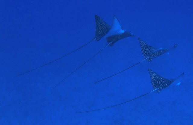 ../pictures/eagle_rays1.jpg