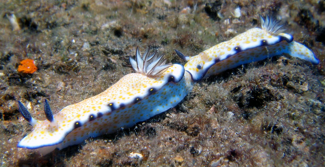 ../pictures/nudibranch1.jpg