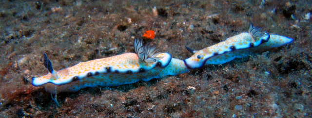 ../pictures/nudibranch2.jpg