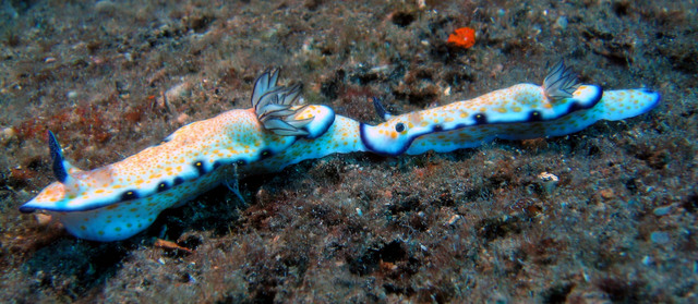 ../pictures/nudibranch4.jpg