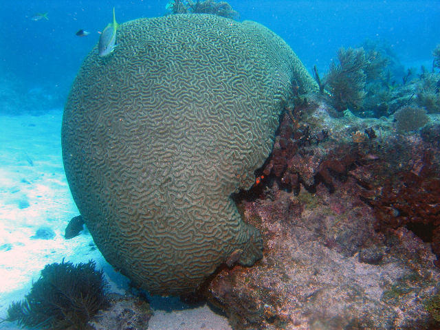 ../pictures/brain_coral.jpg