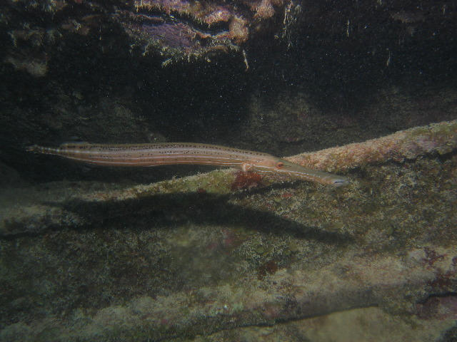 ../pictures/trumpet_fish.jpg