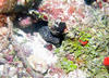 spotted_eel.jpg