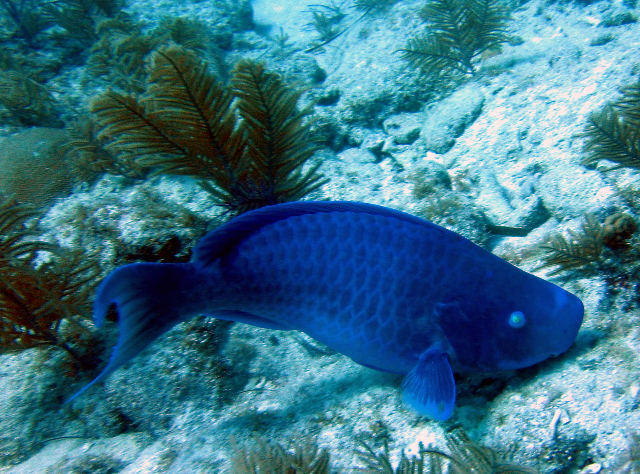 ../pictures/blue_parrot_fish.jpg
