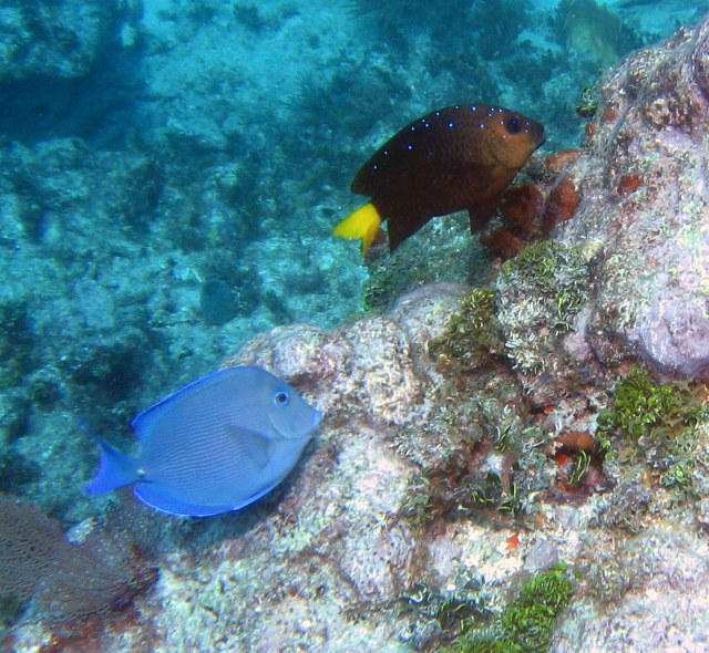 ../pictures/blue_tang_and_damsel_fish.jpg