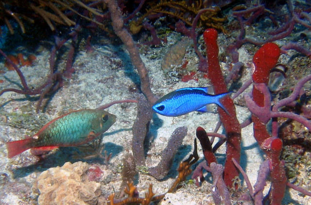 ../pictures/parrot_fish_and_blue_fish.jpg