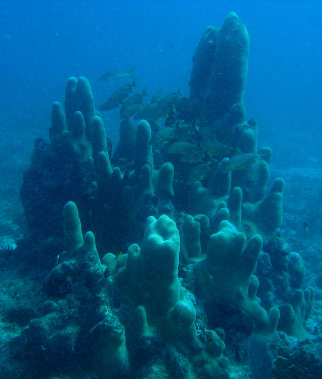 ../pictures/pillar_coral.jpg
