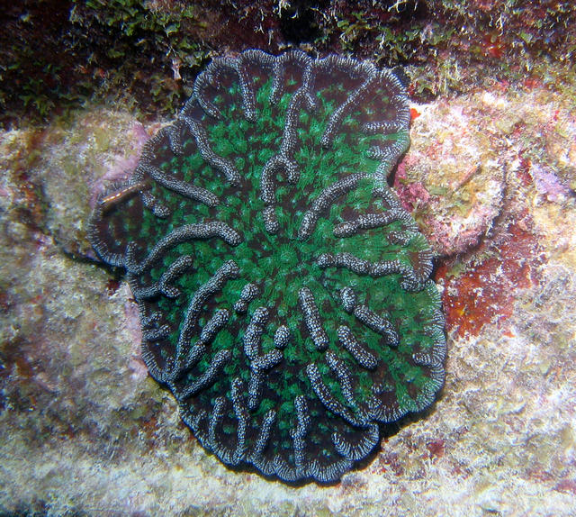 ../pictures/green_coral.jpg
