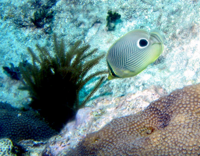 ../pictures/butterfly_fish.jpg