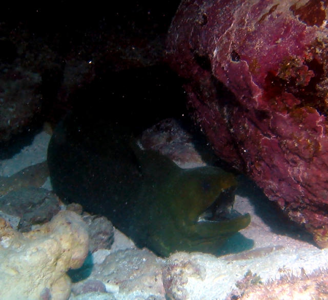 ../pictures/green_moray.jpg