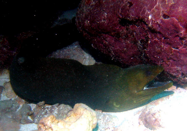 ../pictures/green_moray2.jpg