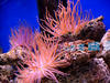 anemone_in_aquarium.jpg