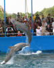 dolphins_in_show10.jpg