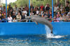 dolphins_in_show6.jpg