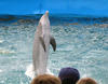dolphins_in_show7.jpg