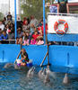 dolphins_in_show8.jpg
