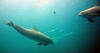 dolphins_underwater.jpg