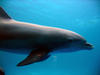 dolphins_underwater2.jpg