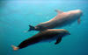 dolphins_underwater3.jpg